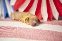 Jubilee, a female Goldendoodle for sale in Seffner, FL – 1 of 5