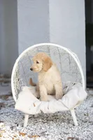 Sally, a female Goldendoodle for sale in Seffner, FL – Photo 4 of 6