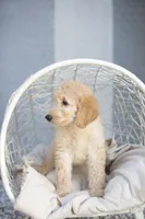 Sally, a female Goldendoodle for sale in Seffner, FL – Photo 3 of 6