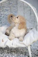 Sally, a female Goldendoodle for sale in Seffner, FL – Photo 6 of 6