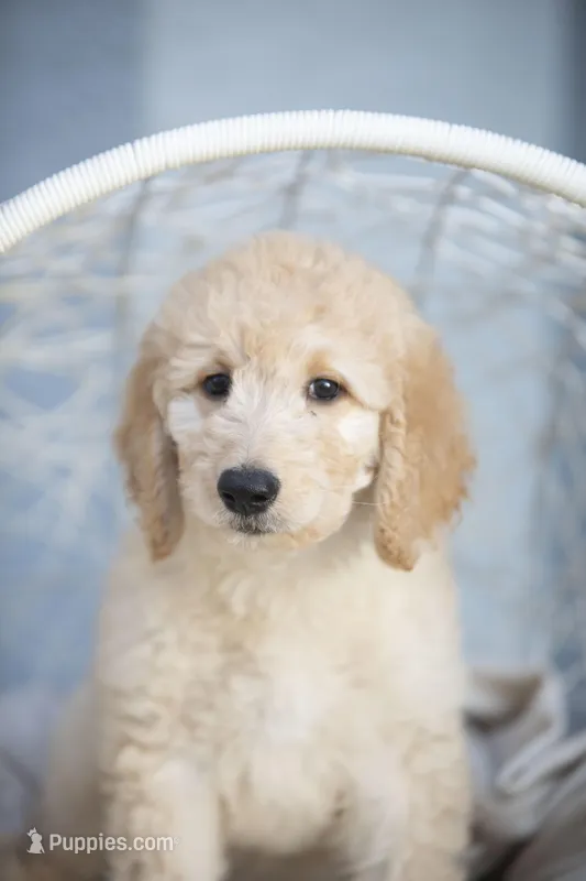 Sally – Goldendoodle puppy for sale in Seffner, FL