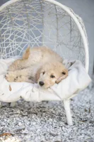 Sally, a female Goldendoodle for sale in Seffner, FL – Photo 5 of 6