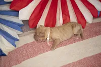 Ol' Glory, a female Goldendoodle for sale in Seffner, FL – 2 of 5