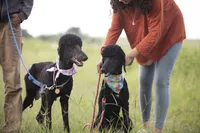 Iona, a female Poodle - Standard  for sale in Seffner, FL – 3 of 5
