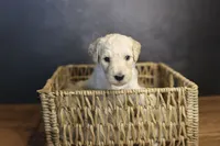 Uncle Sam, a male Goldendoodle for sale in Seffner, FL – 2 of 9