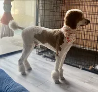 Jamie, a male Poodle - Standard  for sale in Seffner, FL – 3 of 4