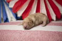 Captain America, a male Goldendoodle for sale in Seffner, FL – 4 of 5