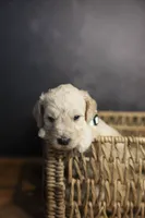 Liberty Bell, a female Goldendoodle for sale in Seffner, FL – 9 of 10