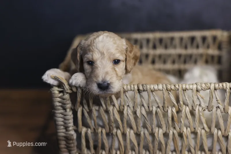 Ol' Glory – Goldendoodle puppy for sale in Seffner, FL
