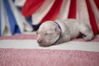 Colt, a male Goldendoodle for sale in Seffner, FL – 5 of 5