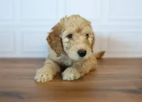 Ford, a male Goldendoodle for sale in Seffner, FL – 6 of 7