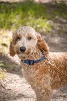 Cricket, a male Goldendoodle for sale in Seffner, FL – 5 of 8