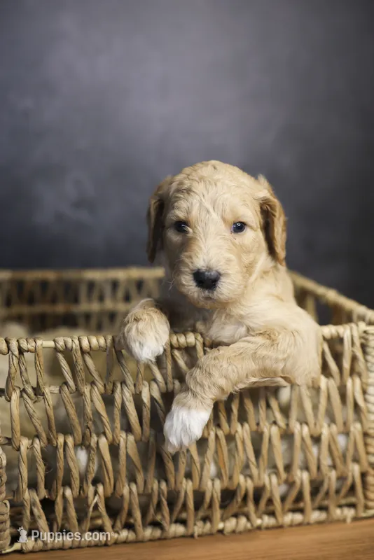 Cowboy – Goldendoodle puppy for sale in Seffner, FL