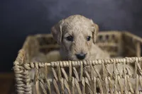 Lady Liberty, a female Goldendoodle for sale in Seffner, FL – 3 of 4