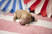 Rocky, a male Goldendoodle for sale in Seffner, FL – 3 of 4