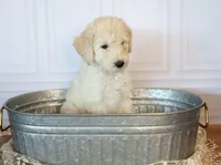 Colt, a male Goldendoodle for sale in Seffner, FL – 3 of 10