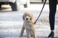 Linus, a male Goldendoodle for sale in Seffner, FL – Photo 2 of 7