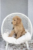 Linus, a male Goldendoodle for sale in Seffner, FL – Photo 6 of 7