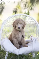Linus, a male Goldendoodle for sale in Seffner, FL – Photo 4 of 7