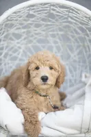 Linus, a male Goldendoodle for sale in Seffner, FL – Photo 5 of 7