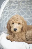 Linus, a male Goldendoodle for sale in Seffner, FL – Photo 1 of 7