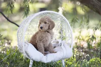 Linus, a male Goldendoodle for sale in Seffner, FL – Photo 7 of 7