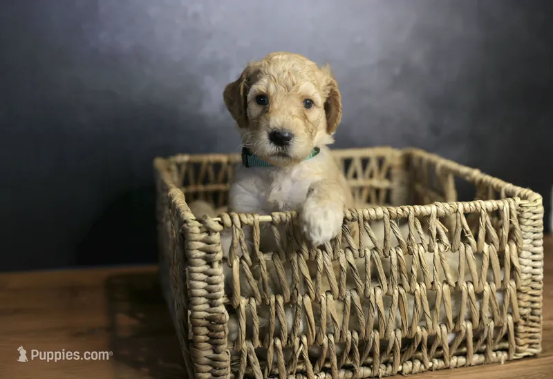 Ford – Goldendoodle puppy for sale in Seffner, FL