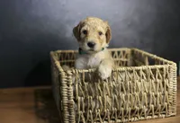 Ford, a male Goldendoodle for sale in Seffner, FL – 2 of 7