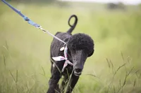 Skye, a female Poodle - Standard  for sale in Seffner, FL – 2 of 5