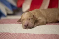 Ol' Glory, a female Goldendoodle for sale in Seffner, FL – 1 of 5