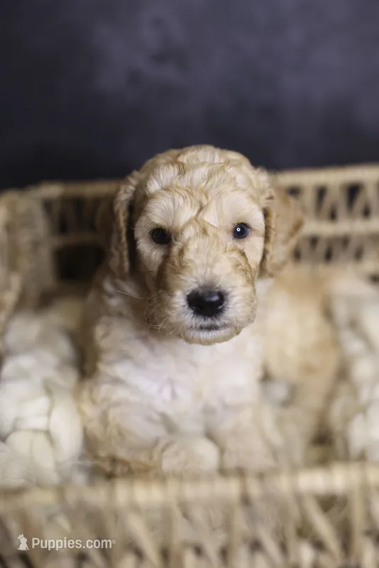 Captain America – Goldendoodle puppy for sale in Seffner, FL