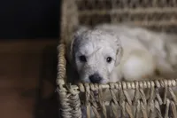 Liberty Bell, a female Goldendoodle for sale in Seffner, FL – 5 of 10