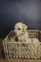 Lady Liberty, a female Goldendoodle for sale in Seffner, FL – 2 of 4