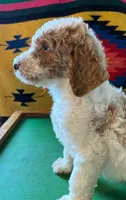 Bouncer, a male Poodle - Standard  for sale in Seffner, FL – 3 of 4