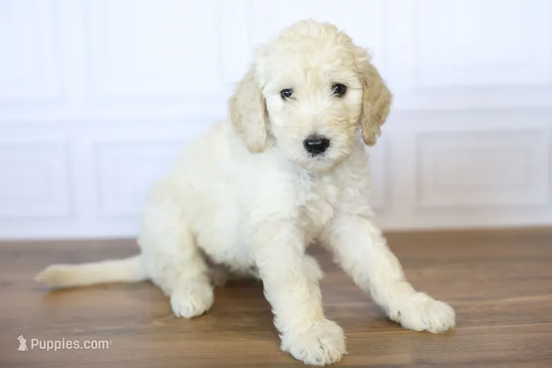 Uncle Sam – Goldendoodle puppy for sale in Seffner, FL