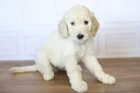 Uncle Sam, a male Goldendoodle for sale in Seffner, FL – 1 of 9