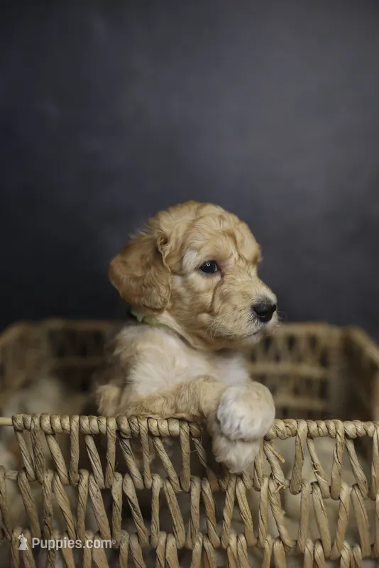 Jubilee – Goldendoodle puppy for sale in Seffner, FL