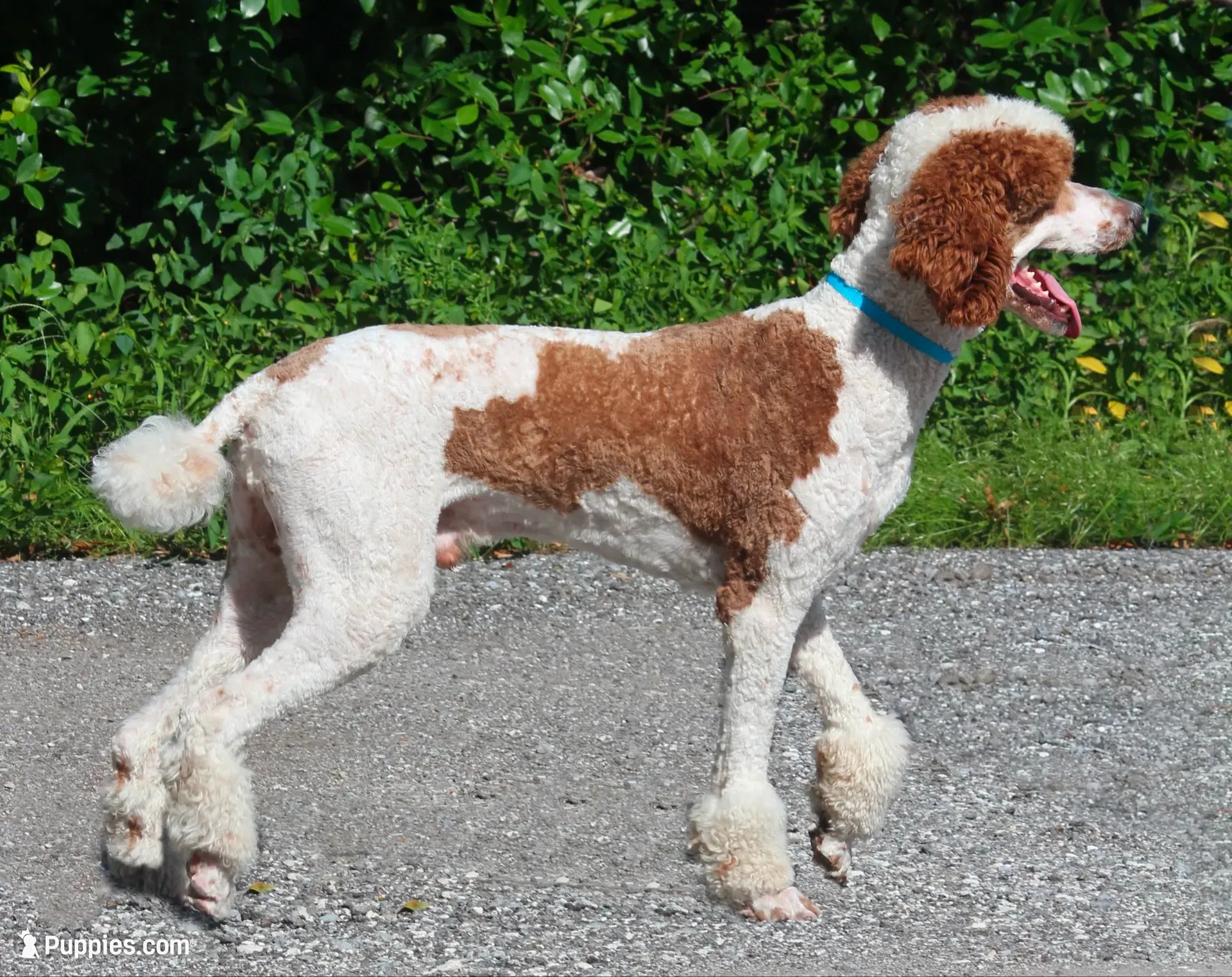 Bouncer, a male Poodle - Standard  for sale in Seffner, FL – 4 of 4