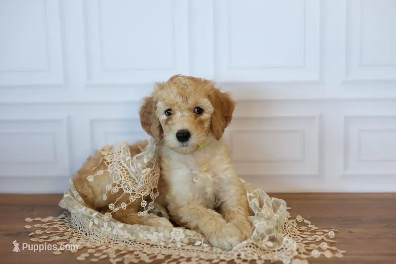Jubilee – Goldendoodle puppy for sale in Seffner, FL