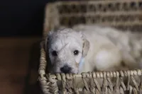 Liberty Bell, a female Goldendoodle for sale in Seffner, FL – 10 of 10