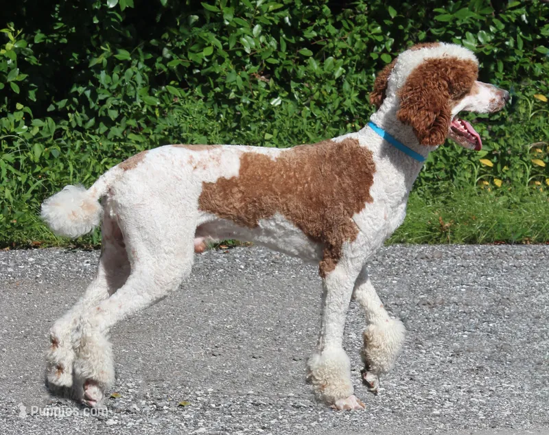 Jamie – Poodle - Standard  puppy for sale in Seffner, FL