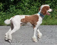 Jamie, a male Poodle - Standard  for sale in Seffner, FL – 1 of 4