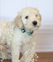 Liberty Bell, a female Goldendoodle for sale in Seffner, FL – 2 of 10