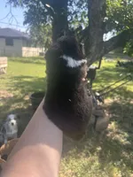 Nugget, a male Miniature American Shepherd for sale in Rosebud, TX – 2 of 2