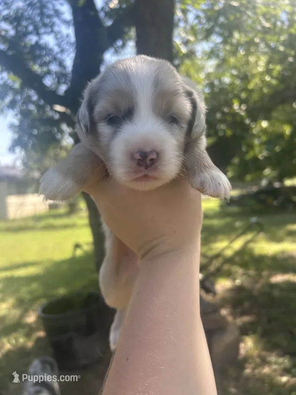 Goldie – Miniature American Shepherd puppy for sale in Rosebud, TX