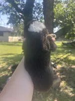 Honey, a female Miniature American Shepherd for sale in Rosebud, TX – 2 of 2