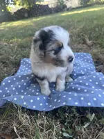 Sunny, a male Miniature Australian Shepherd for sale in Rosebud, TX – 7 of 9