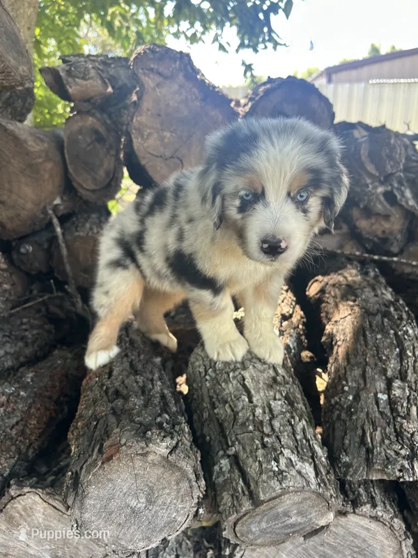 Sunny – Miniature Australian Shepherd puppy for sale in Rosebud, TX