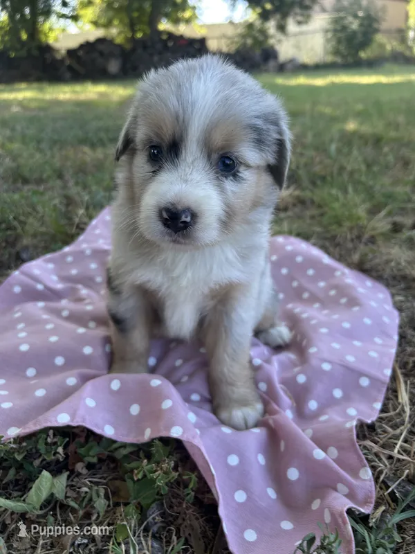 Goldie – Miniature Australian Shepherd puppy for sale in Rosebud, TX