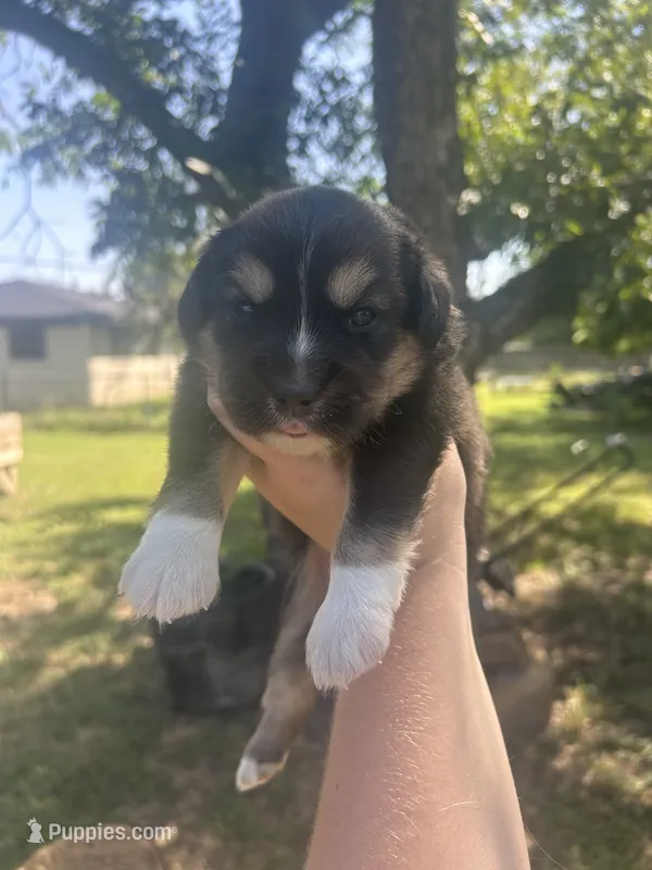 Nugget – Miniature American Shepherd puppy for sale in Rosebud, TX